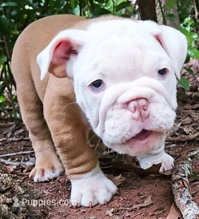 Lil' Macarone's, "Nature Boy Rick Flair" – English Bulldog puppy for sale in Chattahoochee Hills, GA