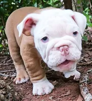 Lil' Macarone's, "Nature Boy Rick Flair", a male English Bulldog for sale in Chattahoochee Hills, GA – 1 of 10