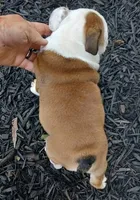 PERFECT GA. BULLDOG BOY!!! 8 WEEKS OLD, a male English Bulldog for sale in Chattahoochee Hills, GA – 3 of 5
