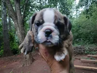 DUTCHESS, a female English Bulldog for sale in Chattahoochee Hills, GA – 1 of 6