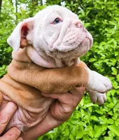Lil' Macarone's, "Nature Boy Rick Flair", a male English Bulldog for sale in Chattahoochee Hills, GA – 8 of 10