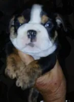 Dark Chocolate Merle Boy!, a male English Bulldog for sale in Chattahoochee Hills, GA – 3 of 5