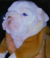 Lil' Macarone's, "Nature Boy Rick Flair", a male English Bulldog for sale in Chattahoochee Hills, GA – 8 of 8
