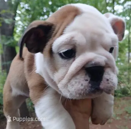 PERFECT GA. BULLDOG BOY!!! 8 WEEKS OLD, a male English Bulldog for sale in Chattahoochee Hills, GA – 1 of 5