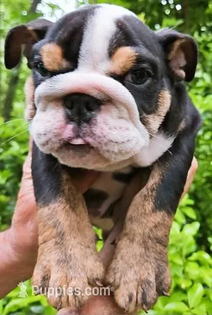 Dark Chocolate Merle Boy! – English Bulldog puppy for sale in Chattahoochee Hills, GA