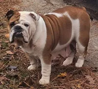 Our Lil Big Girl....Ratatouilla, a female English Bulldog for sale in Chattahoochee Hills, GA – 8 of 10