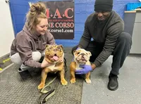 Lil' Macarone's, "Nature Boy Rick Flair", a male English Bulldog for sale in Chattahoochee Hills, GA – 7 of 8