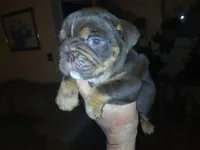 "CO CO" The chocolate princess! , a female English Bulldog for sale in Chattahoochee Hills, GA – 6 of 8