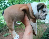 PERFECT GA. BULLDOG BOY!!! 8 WEEKS OLD, a male English Bulldog for sale in Chattahoochee Hills, GA – 5 of 5