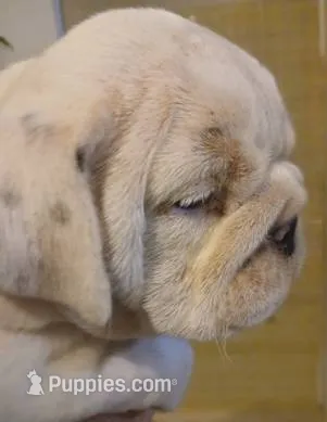 Our Lil Big Girl....Ratatouilla – English Bulldog puppy for sale in Chattahoochee Hills, GA