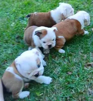 REAL GA BULLDOG, a male English Bulldog for sale in Chattahoochee Hills, GA – Photo 6 of 10