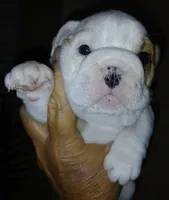 REAL GA BULLDOG, a male English Bulldog for sale in Chattahoochee Hills, GA – Photo 3 of 10