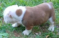 REAL GA BULLDOG, a male English Bulldog for sale in Chattahoochee Hills, GA – Photo 8 of 10