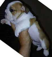 REAL GA BULLDOG, a male English Bulldog for sale in Chattahoochee Hills, GA – Photo 2 of 10