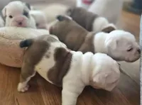 REAL GA BULLDOG, a male English Bulldog for sale in Chattahoochee Hills, GA – Photo 5 of 10