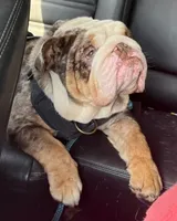 REAL GA BULLDOG, a male English Bulldog for sale in Chattahoochee Hills, GA – Photo 10 of 10