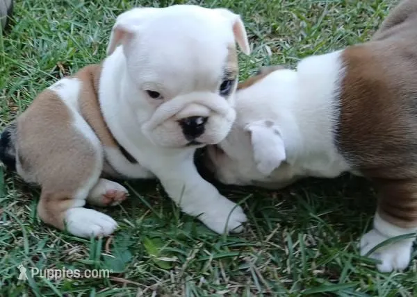 REAL GA BULLDOG, a male English Bulldog for sale in Chattahoochee Hills, GA – Photo 1 of 10
