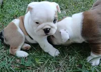 REAL GA BULLDOG, a male English Bulldog for sale in Chattahoochee Hills, GA – Photo 1 of 10