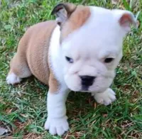 REAL GA BULLDOG, a male English Bulldog for sale in Chattahoochee Hills, GA – Photo 7 of 10