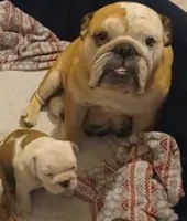 Our Lil Big Girl....Ratatouilla, a female English Bulldog for sale in Chattahoochee Hills, GA – 5 of 10