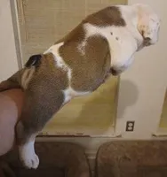 Our Lil Big Girl....Ratatouilla, a female English Bulldog for sale in Chattahoochee Hills, GA – 6 of 10