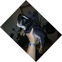 Dark Chocolate Merle Boy!, a male English Bulldog for sale in Chattahoochee Hills, GA – 4 of 5