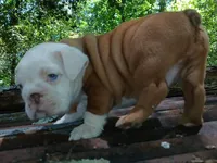 Lil' Macarone's, "Nature Boy Rick Flair", a male English Bulldog for sale in Chattahoochee Hills, GA – 2 of 8