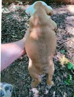 Lil' Macarone's, "Nature Boy Rick Flair", a male English Bulldog for sale in Chattahoochee Hills, GA – 3 of 8