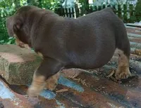"CO CO" The chocolate princess! , a female English Bulldog for sale in Chattahoochee Hills, GA – 8 of 8