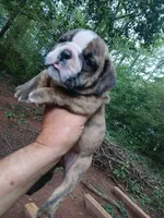 DUTCHESS, a female English Bulldog for sale in Chattahoochee Hills, GA – 3 of 6