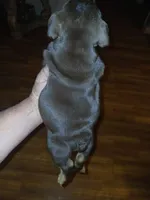 "CO CO" The chocolate princess! , a female English Bulldog for sale in Chattahoochee Hills, GA – 2 of 8