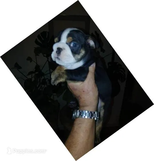 Dark Chocolate Merle Boy! – English Bulldog puppy for sale in Chattahoochee Hills, GA