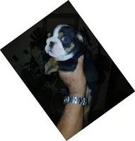 Dark Chocolate Merle Boy!, a male English Bulldog for sale in Chattahoochee Hills, GA – 1 of 5