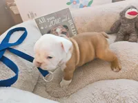 Lil' Macarone's Boy, "Blue Eyed Fawn", a  English Bulldog for sale in Chattahoochee Hills, GA – 3 of 5