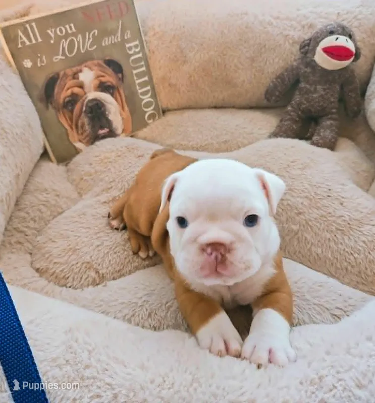 Lil' Macarone's Boy, "Blue Eyed Fawn" – English Bulldog puppy for sale in Chattahoochee Hills, GA