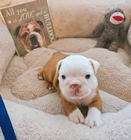Lil' Macarone's Boy, "Blue Eyed Fawn", a  English Bulldog for sale in Chattahoochee Hills, GA – 1 of 5