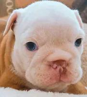 Lil' Macarone's Boy, "Blue Eyed Fawn", a  English Bulldog for sale in Chattahoochee Hills, GA – 5 of 5