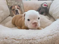 Lil' Macarone's Boy, "Blue Eyed Fawn", a  English Bulldog for sale in Chattahoochee Hills, GA – 4 of 5