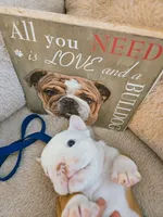 Lil' Macarone's Boy, "Blue Eyed Fawn", a  English Bulldog for sale in Chattahoochee Hills, GA – 2 of 5