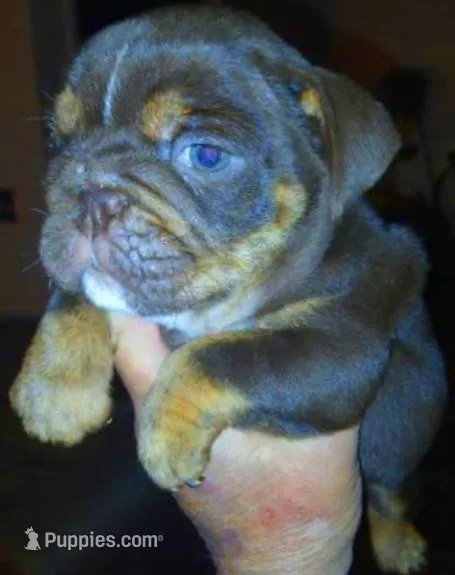 "CO CO" The chocolate princess!  – English Bulldog puppy for sale in Chattahoochee Hills, GA