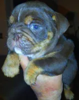 "CO CO" The chocolate princess! , a female English Bulldog for sale in Chattahoochee Hills, GA – 1 of 8