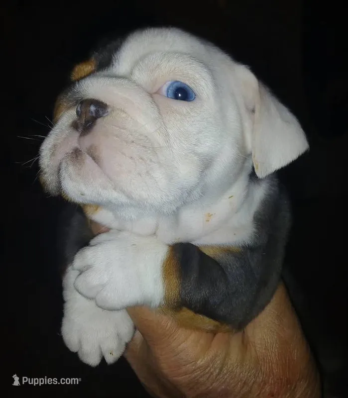 APHRODITE, a female English Bulldog for sale in Chattahoochee Hills, GA – 1 of 5