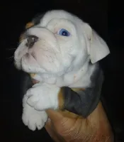APHRODITE, a female English Bulldog for sale in Chattahoochee Hills, GA – 1 of 5