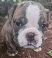 DUTCHESS, a female English Bulldog for sale in Chattahoochee Hills, GA – 4 of 6