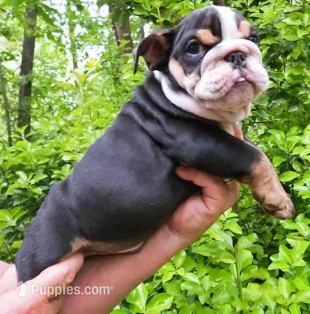 Dark Chocolate Merle Boy! – English Bulldog puppy for sale in Chattahoochee Hills, GA