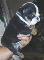Dark Chocolate Merle Boy!, a male English Bulldog for sale in Chattahoochee Hills, GA – 5 of 5