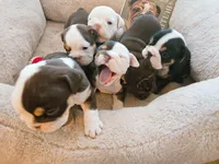 "CHOCLATE MERLE"ENGLISH BULLDOG, a  English Bulldog for sale in Chattahoochee Hills, GA – Photo 3 of 5