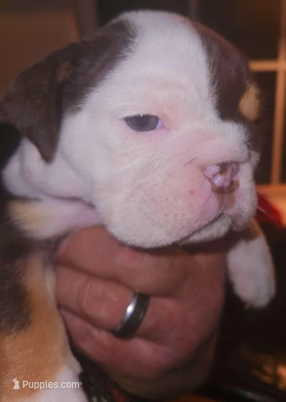 "CHOCLATE MERLE"ENGLISH BULLDOG – English Bulldog puppy for sale in Chattahoochee Hills, GA