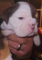 "CHOCLATE MERLE"ENGLISH BULLDOG, a  English Bulldog for sale in Chattahoochee Hills, GA – Photo 1 of 5