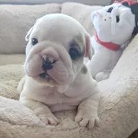 "CHOCLATE MERLE"ENGLISH BULLDOG, a  English Bulldog for sale in Chattahoochee Hills, GA – Photo 5 of 5